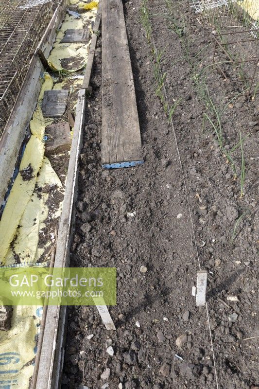 Planter des ensembles d'oignons pour l'exposition. Oignon 'Red Baron' et 'Kamen'. Utiliser des planches pour éviter de marcher sur un parterre de fleurs préparé.