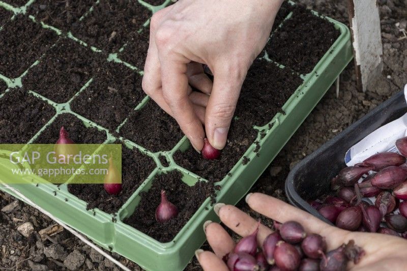 Planter des ensembles d'oignons individuels dans de petits multipots en plastique réutilisables. Oignon 'Baron Rouge'.