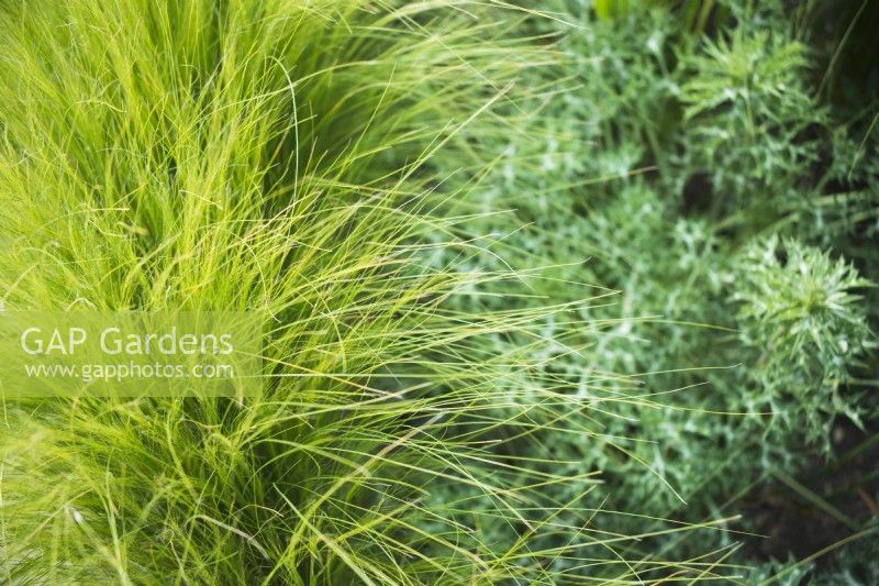 Stipa - syn. Nassella - tenuissima 'Pony Tails' avec Eryngium bourgatii - juin.