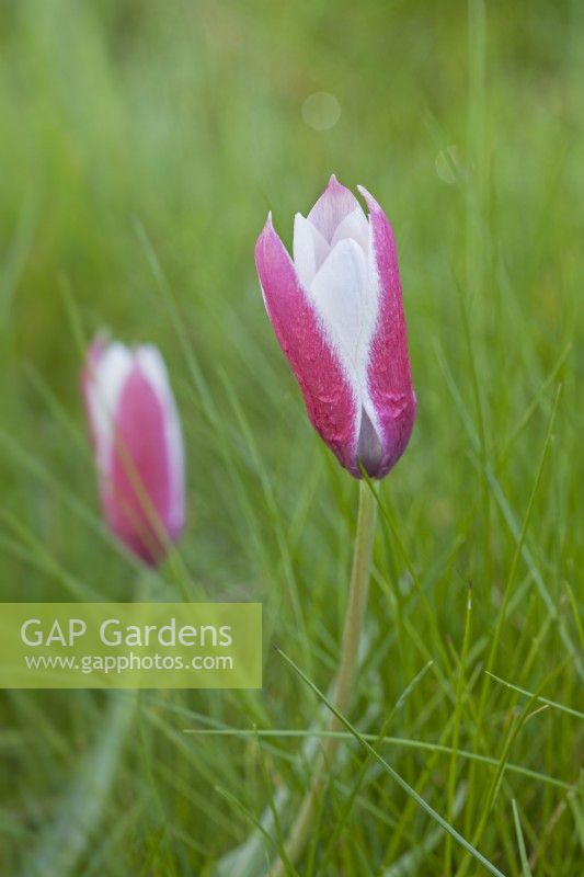 Tulipa 'Bâton de Menthe Poivrée' - Avril
