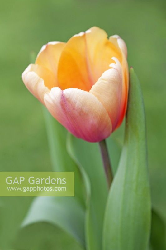 Tulipe 'Impression Rougissante' - Avril