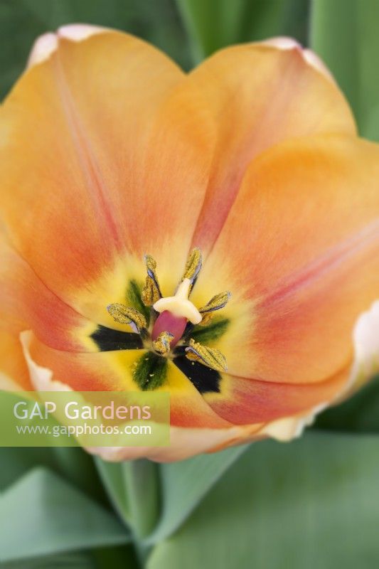 Tulipe 'Impression Rougissante' - Avril