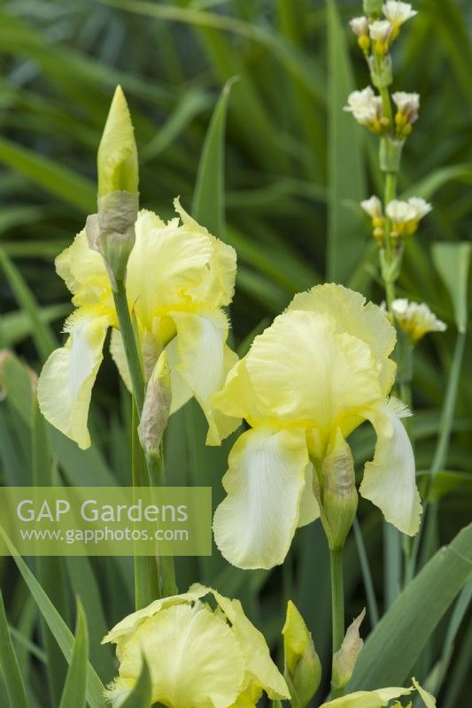 Iris 'Lemon Ice'. Grand iris barbu. Gros plan de fleurs. Mai