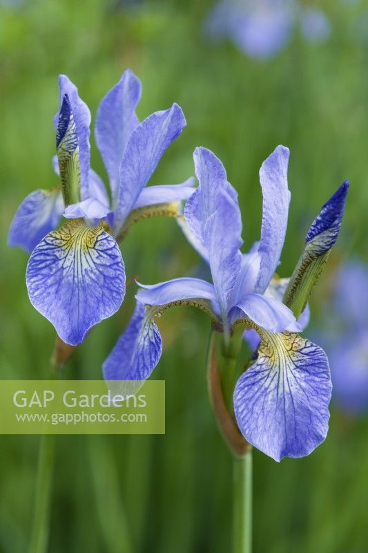 Iris sibirica 'Perry's Blue' - Iris de Sibérie. Gros plan de fleurs. Peut