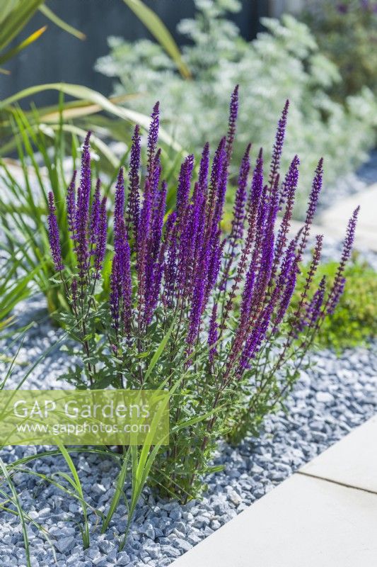 Salvia nemorosa 'Caradonna'. Récemment plantée dans un jardin nécessitant peu d'entretien avec une surface de sol recouverte de gravillons. Juin.