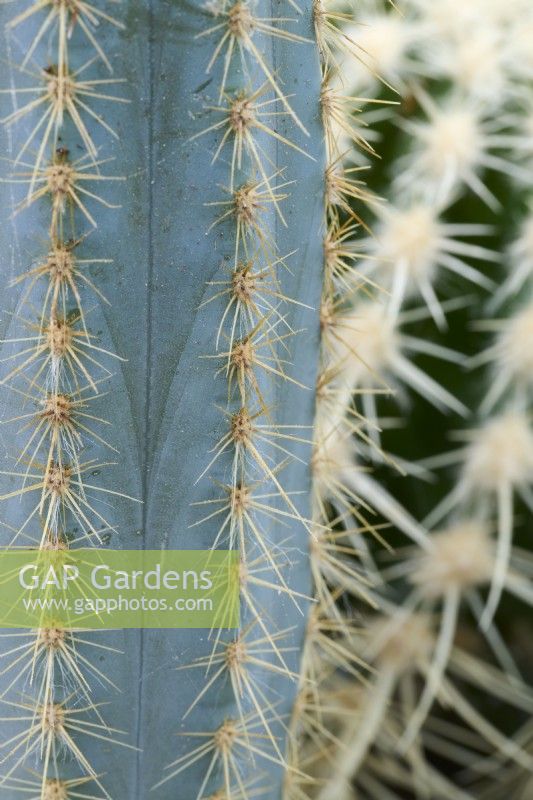 Pilosocereus azureus - cactus torche bleu - avec Echinocactus grusonii - cactus baril d'or