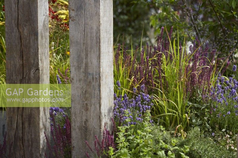 Poteaux en bois utilisés comme séparateurs de jardin dans un parterre de fleurs de lavande, de salvia et de graminées. Juillet. Été.
