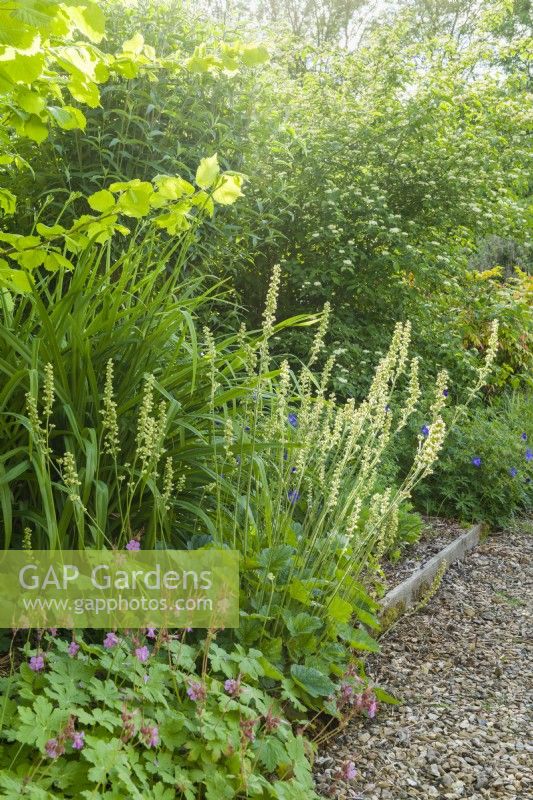 Heuchera cylindrica 'Greenfinch' - racine d'alun dans un parterre ombragé d'arbustes face au nord avec géranium géranium macrorrhizum et hémérocalle - hémérocalles. Peut.