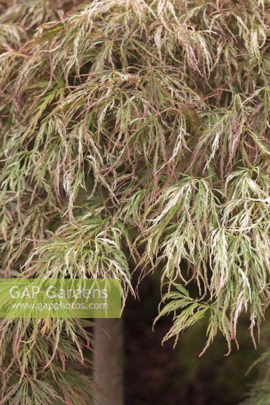 Acer palmatum 'Beni-shidare Tricolor' - Érable du Japon 'Toyama-nishiki'