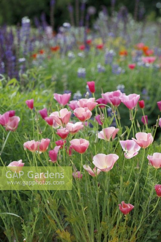 Eschscholzia californica 'Carmine King' à la pépinière de Norwell