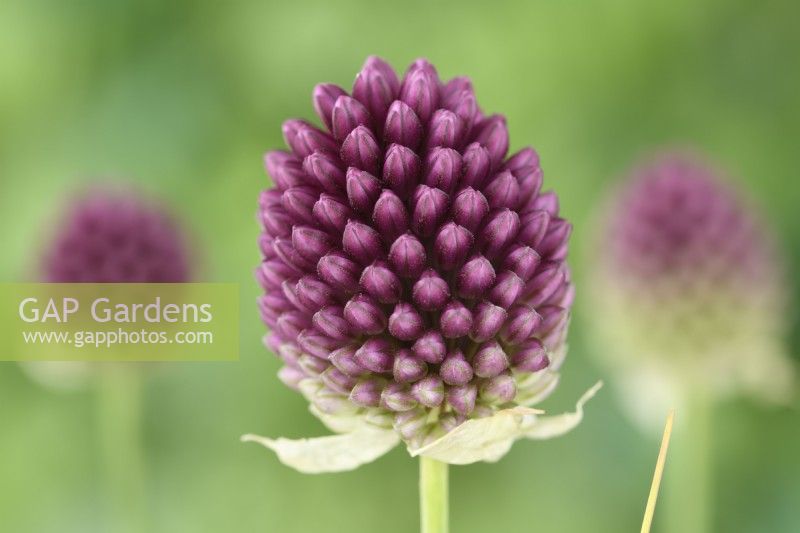 Allium sphaerocephalon Oignons d'ornement Poireaux à tête ronde Ail à tête ronde Juillet