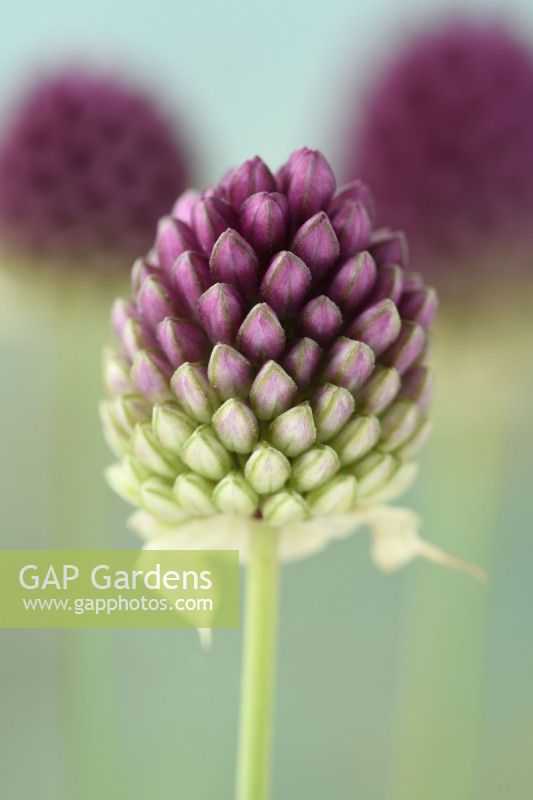 Allium sphaerocephalon Oignons d'ornement Poireaux à tête ronde Ail à tête ronde Juillet