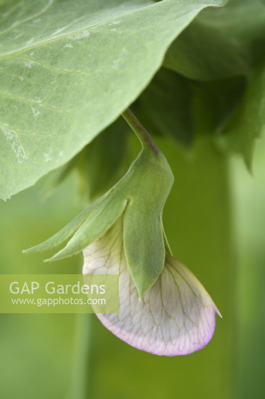 'Pisum sativum 'Carouby de Maussane' Fleur de pois mange-tout fermé Juillet