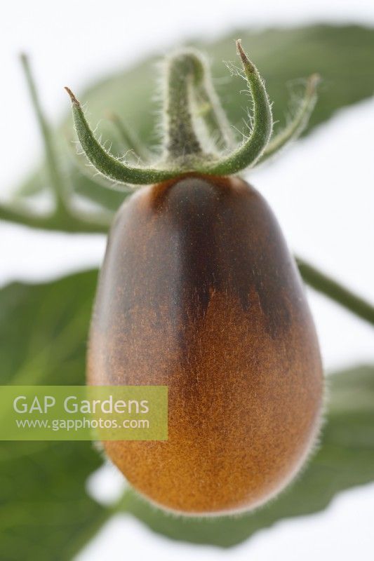 Solanum lycopersicum Tomates 'Indigo Pear Drop' Fruit mûrissant Syn. Lycopersicon esculentum Juillet