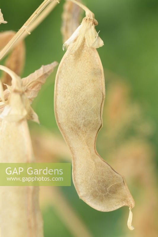 Les gousses de pois Pisum sativum autorisés à sécher sur la vigne à utiliser pour les semences l'année prochaine Juillet