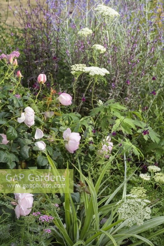 Plantation mixte de vivaces avec des roses roses dans A Journey, en collaboration avec le jardin Sue Ryder au RHS Hampton Court Palace Garden Festival 2022