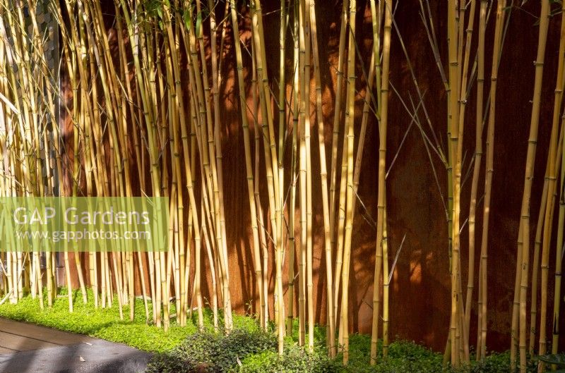 Golden Bamboo - Phyllostachys aurea - The Out of the Shadows Garden RHS Chelsea Flower Show 2022 conçu par la designer Kate Gould