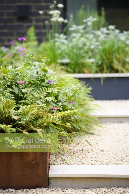 Plate-bande surélevée en acier corten avec Polystichum polyblepharum et géranium 'Patricia' à côté d'un chemin de gravier avec marches.