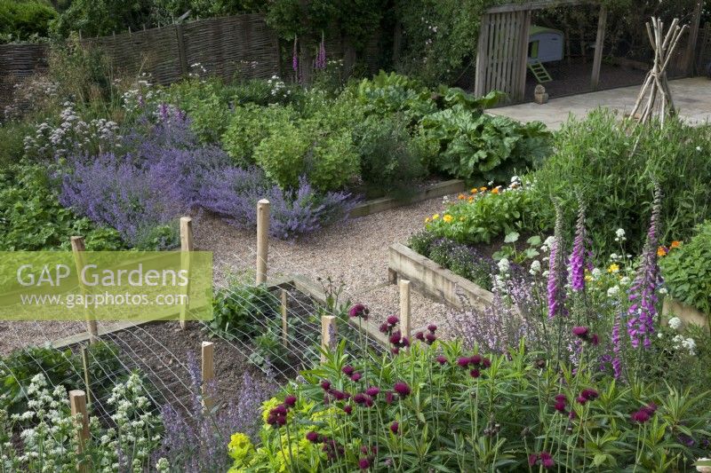 Plantation de jardin de campagne herbacée dans des plates-bandes surélevées avec un mélange de fleurs et de légumes. Cirsium rivulare, Digitalis purpurea - Foxglove, Valeriana officinalis - Valériane, Nepeta 'Six Hills Giant' - Cataire, Fraises, Rhubarbe, Courgettes, CAlendula - Soucis, Viola tricolor - Heartsease, Sweet Peas on Hazel wigwam, poulailler et barrière tissée.