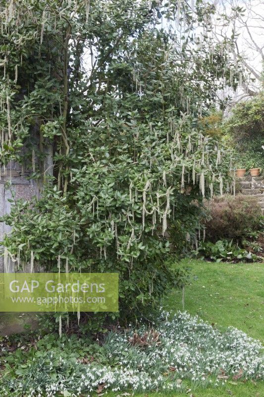 Garrya Elliptica 'James Roof' - Silk Tassel Bush - poussant contre la maison et planté de Galanthus nivalis