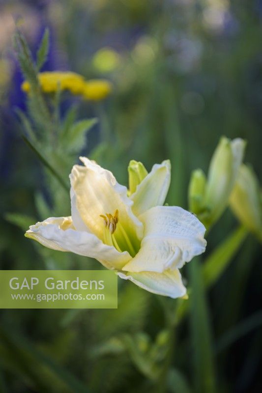 Hemerocallis 'Gentle Shepherd' dans le jardin du club Joy - RHS Hampton Court Palace Garden Festival 2022