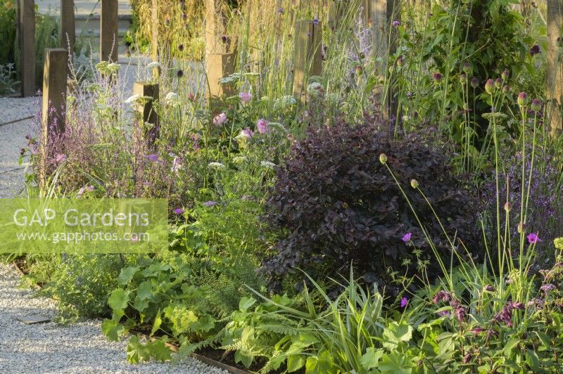 Plantation mixte avec Pittosporum 'Tom Thumb' dans A Journey, en collaboration avec Sue Ryder garden au RHS Hampton Court Palace Garden Festival 2022