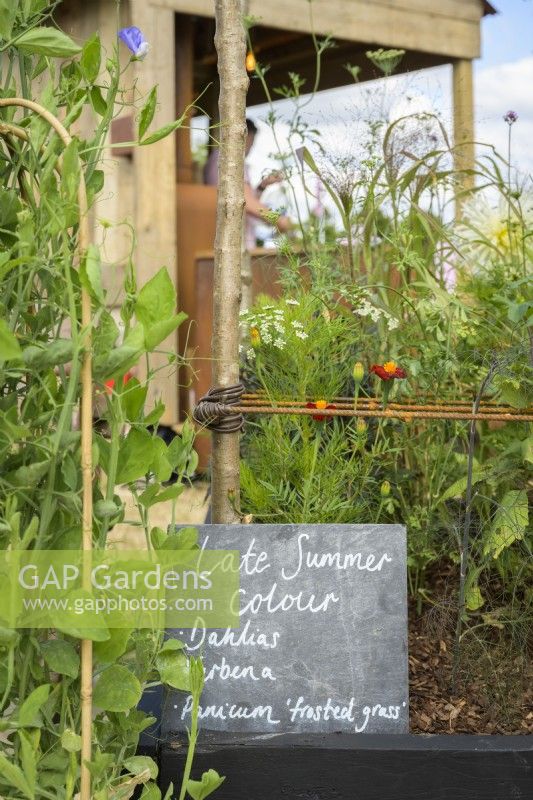 Pois sucrés et autres plantes annuelles avec tableau mémo noir devant un hangar en bois au RHS Hampton Court Palace Garden Festival 2022