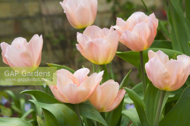 Tulipa 'Beauté d'abricot' - avril.