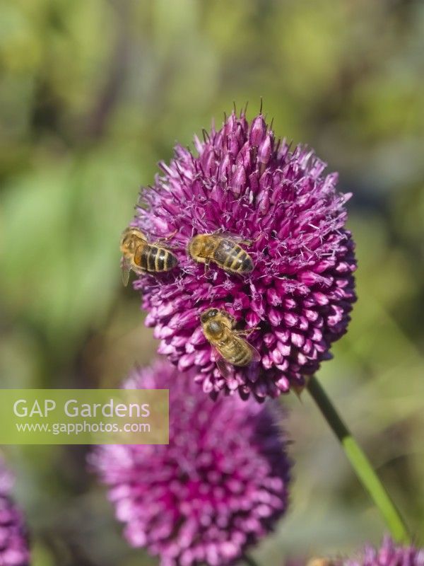 Abeilles collectant le pollen des fleurs d'Allium sphaerocephalon