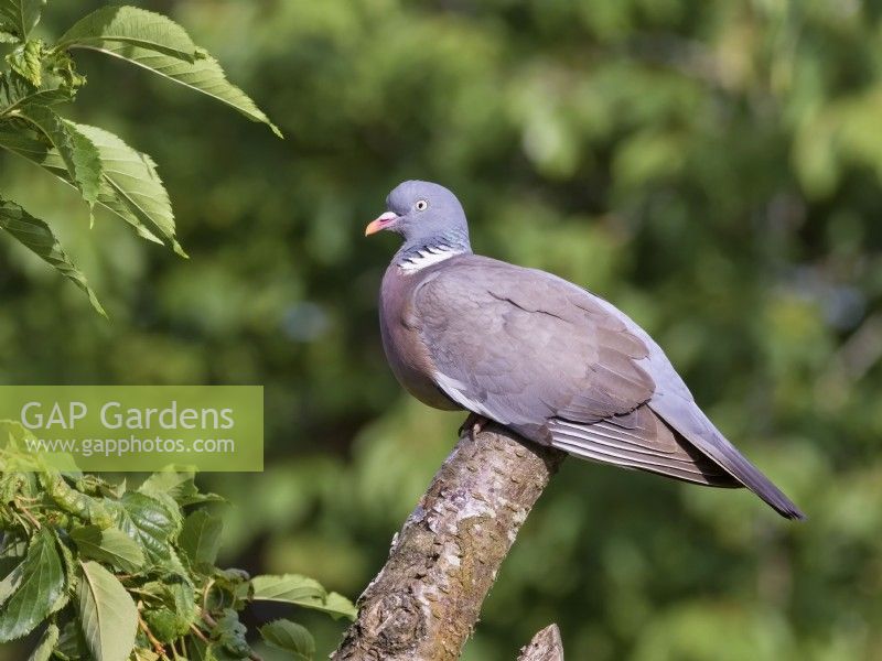 Columba palumbus - Pigeon ramier perché sur une branche d'arbre