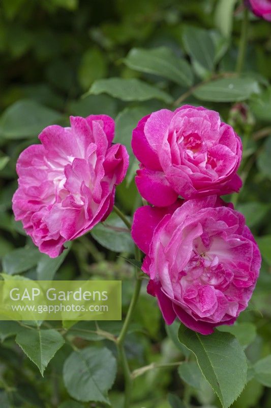 Rosa 'Sophie's Perpetual', une rose fortement parfumée. Gros plan de fleurs. Juin