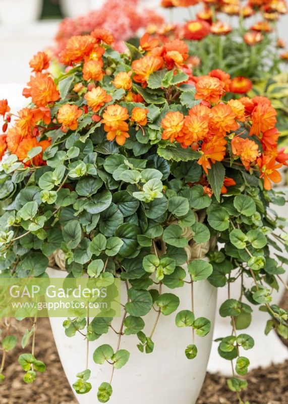 Begonia RiseUp Arlequin, Lysimachia FanciFillers Sunburst en pot, été juillet