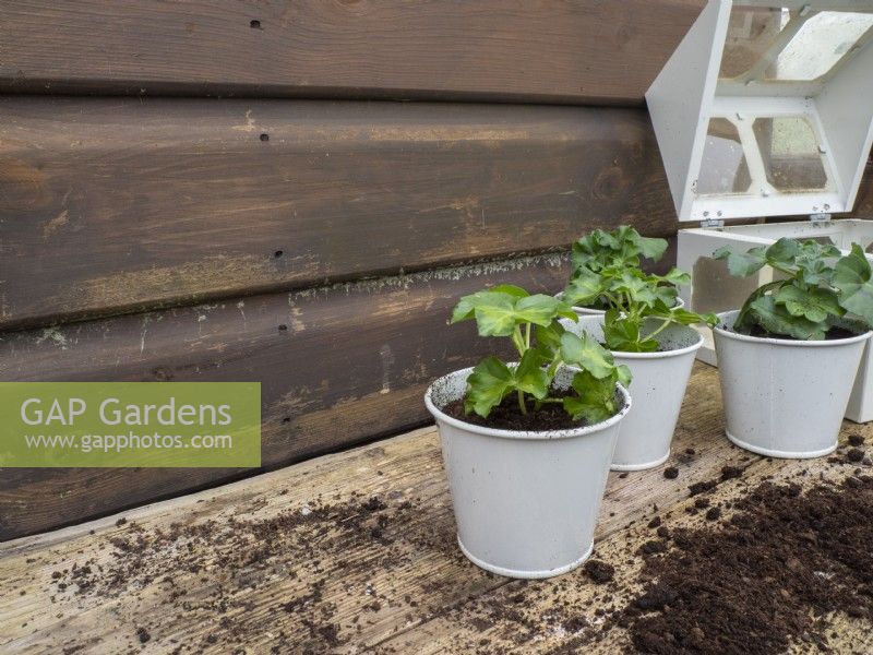 Branchez les plantes en pot dans des pots plus grands prêts à être placés dans une mini serre