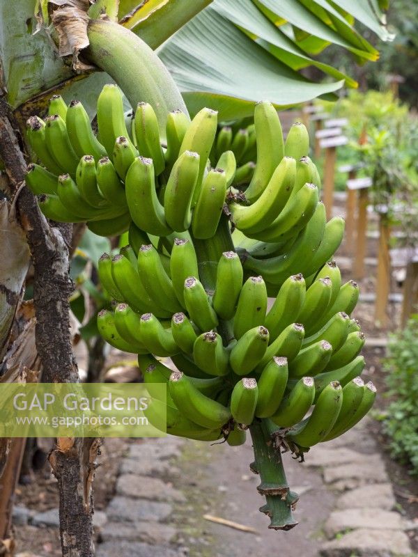 Musa cavendishii - Dwarf Cavendish banana Îles Canaries Espagne à la mi-février