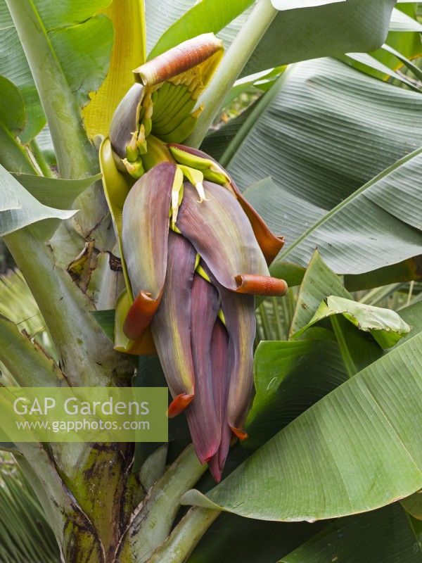 Musa cavendishii - Dwarf Cavendish banana Îles Canaries Espagne à la mi-février