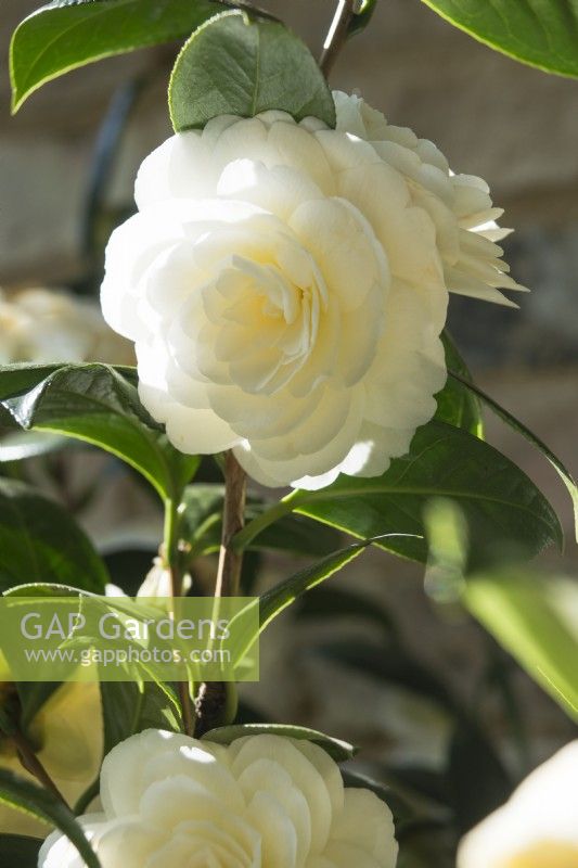Camellia japonica 'Dahlonega' - syn 'Golden Anniversary' - avril.