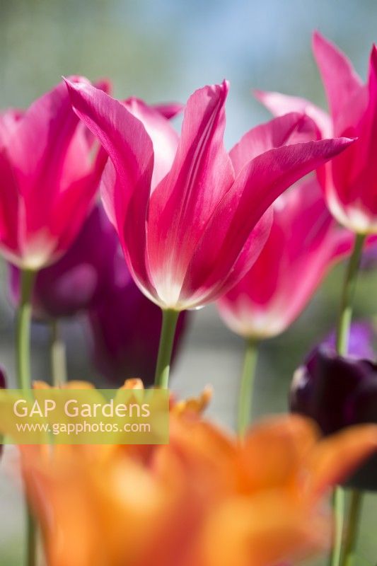 Tulipe 'Mariette' avec 'Ballerine' - 'Merlot'et 'Reine de la Nuit' en fond - Avril.