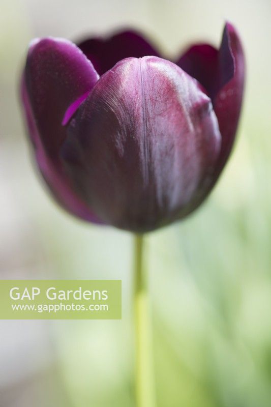 Tulipa 'Reine de la Nuit' - Avril.