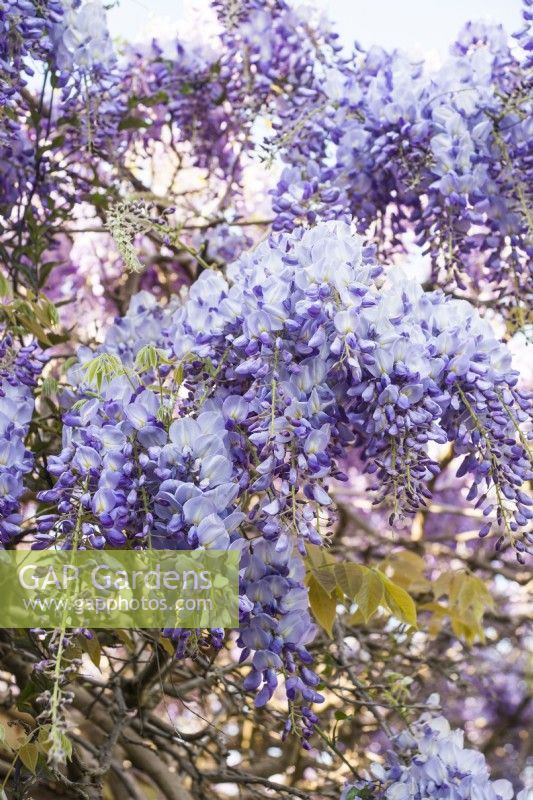 Wisteria sinensis - Glycine chinoise - Avril.