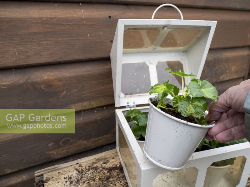 Placez les jeunes plants de géranium en motte dans une mini serre