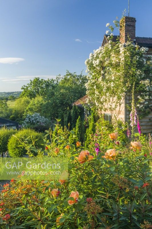 Vue du jardin de campagne avec Rosa 'Rambling Rector' formée sur la maison. Parterre mixte avec Rosa 'Lady of Shalott', euphorbes et digitales. Juin.