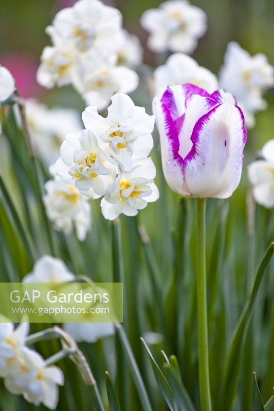 Tulipe « Belicia » et narcisse « Bridal Crown ».