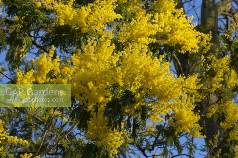 Acacia dealbata - Mimosa floraison en février