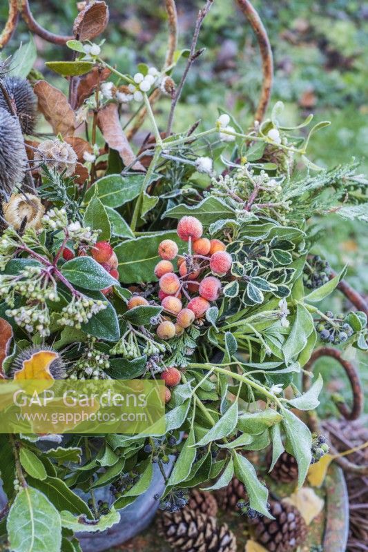 Frosty feuillage d'hiver fourrager inc hedera helix, Fagus feuilles ; Viburnam tinus; pommes sauvages et gui dans un seau