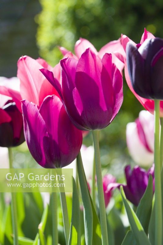 Tulipe 'Merlot' avec 'Reine de la Nuit' et 'Mariette' - 'Graceland' en arrière-plan - Avril.