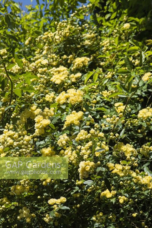 Rosa banksiae lutea - Lady Bank's Rose - Avril.