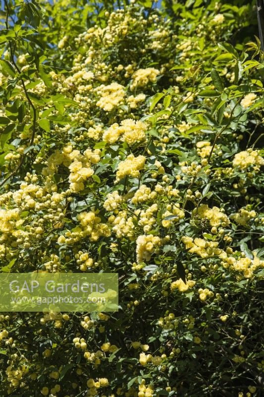 Rosa banksiae lutea - Lady Bank's Rose - Avril.