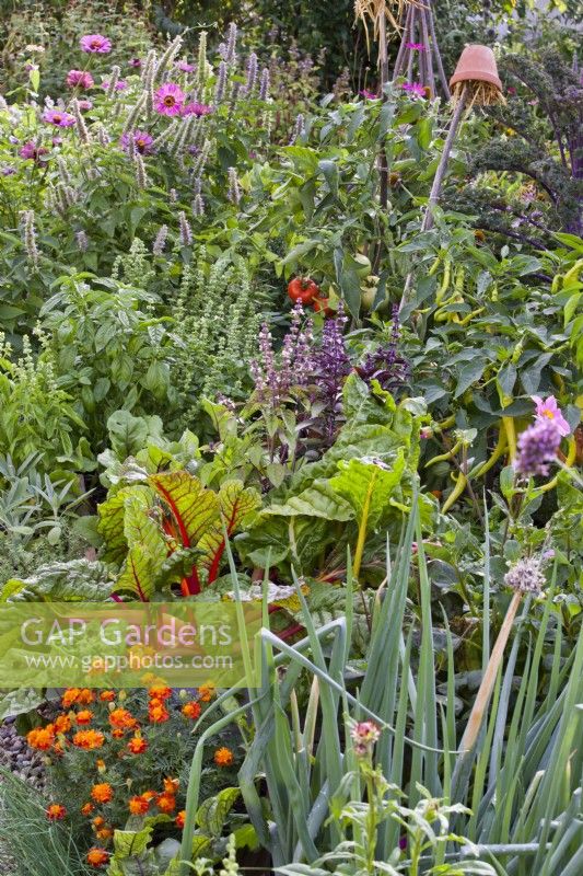 Parterre de fleurs mixtes dans le potager comprenant le souci français, l'oignon gallois, la bette à carde, le basilic, les poivrons, les tomates, le chou frisé, l'Agastache rugosa et les zinnias.