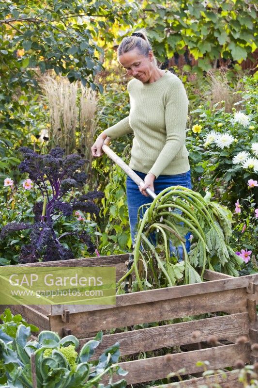 Femme compostant la courgette usée à la fin de la saison de croissance.