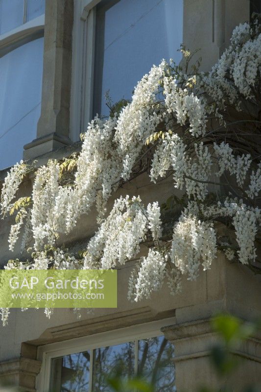 Wisteria sinensis alba - glycine chinoise blanche - formé sur maison victorienne - avril.